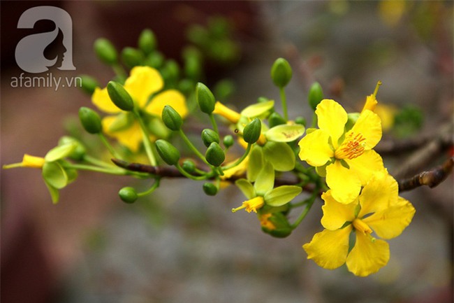 6 loại hoa cổ truyền chưa bao giờ hết hot mỗi độ Tết đến, xuân về - Ảnh 9.