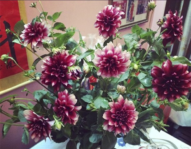 6 loại hoa cổ truyền chưa bao giờ hết hot mỗi độ Tết đến, xuân về - Ảnh 12.