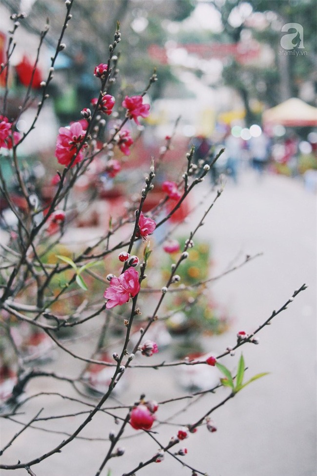 6 loại hoa cổ truyền chưa bao giờ hết hot mỗi độ Tết đến, xuân về - Ảnh 4.