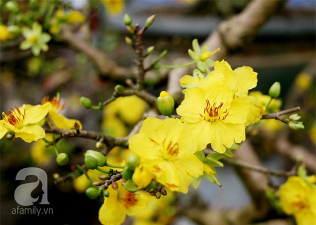 6 loại hoa cổ truyền chưa bao giờ hết hot mỗi độ Tết đến, xuân về - Ảnh 6.