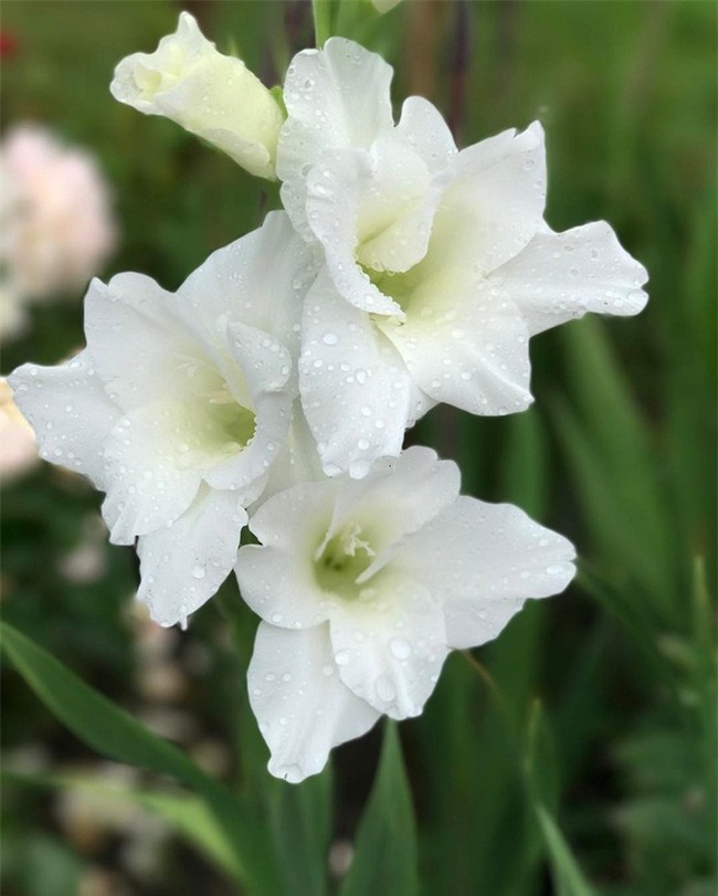 6 loại hoa cổ truyền chưa bao giờ hết hot mỗi độ Tết đến, xuân về - Ảnh 23.