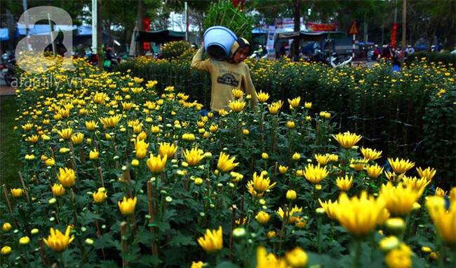 6 loại hoa cổ truyền chưa bao giờ hết hot mỗi độ Tết đến, xuân về - Ảnh 25.