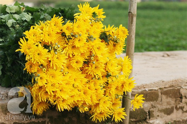 6 loại hoa cổ truyền chưa bao giờ hết hot mỗi độ Tết đến, xuân về - Ảnh 26.