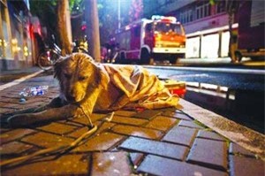 chú chó,trung thành,cảm động