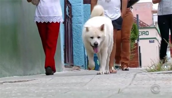 chú chó,trung thành,cảm động