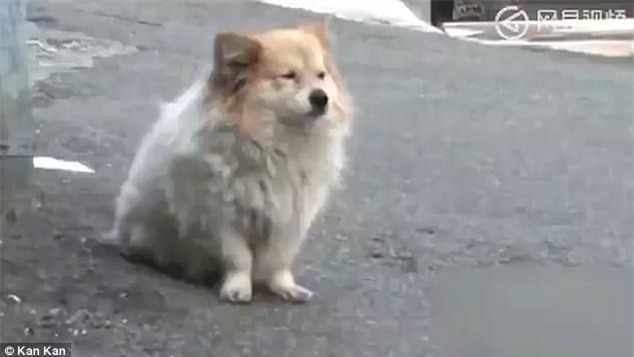 chú chó,trung thành,cảm động