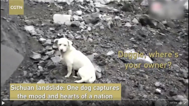 chú chó,trung thành,cảm động