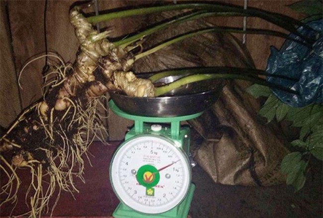 sâm Ngọc Linh,sâm quý,nhân sâm