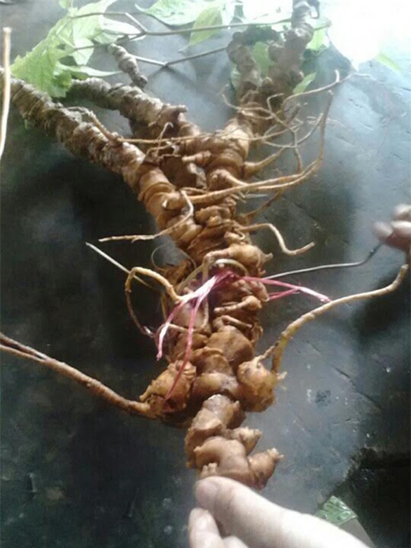 sâm Ngọc Linh,sâm quý,nhân sâm