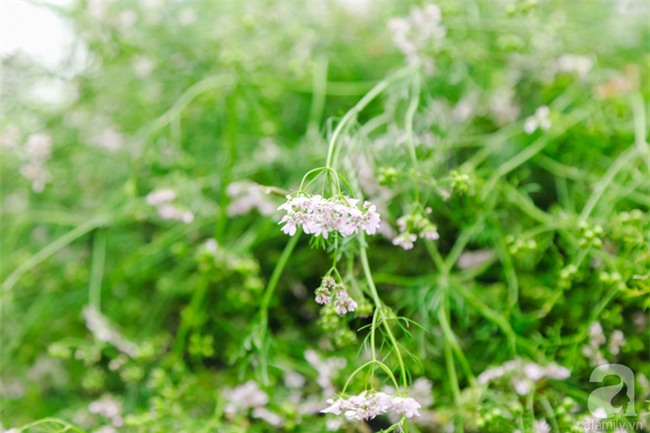 Tắm nước mùi già - nghi thức trịnh trọng trong đêm trừ tịch để đón năm mới của người miền Bắc - Ảnh 12.