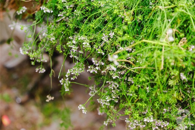 Tắm nước mùi già - nghi thức trịnh trọng trong đêm trừ tịch để đón năm mới của người miền Bắc - Ảnh 13.