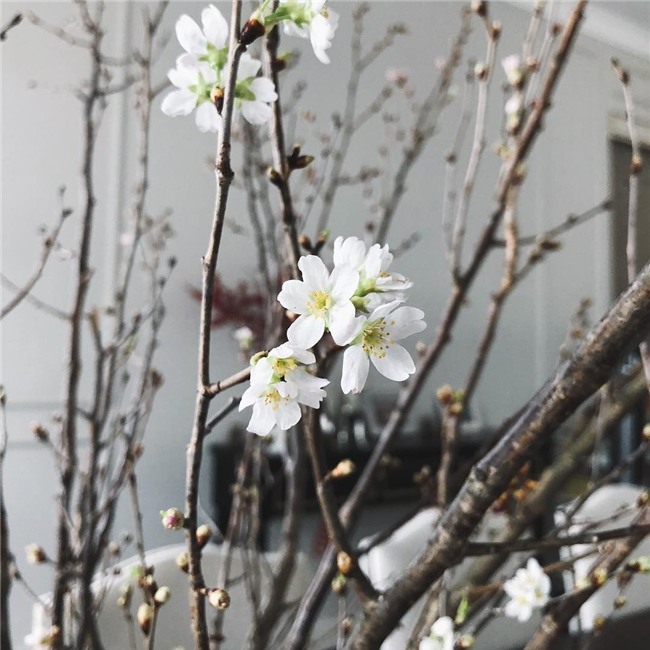 Hà Tăng hưởng cái cái Tết thứ 6 đầy ấm áp bên chồng đại gia-2