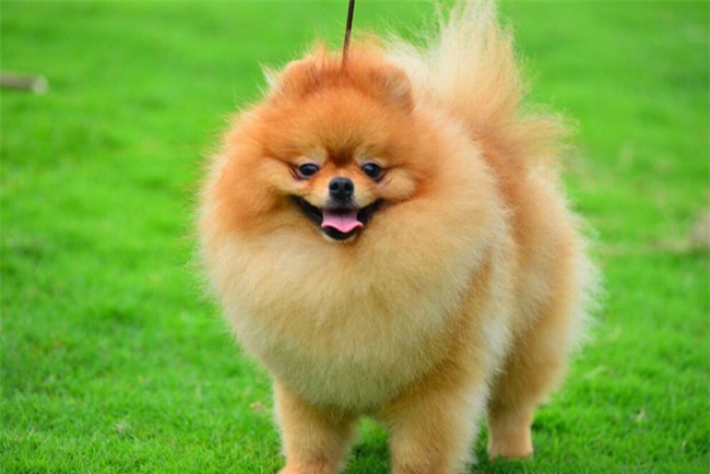 Năm Tuất và chuyện con chó gắn bó với đời sống của người Việt chúng ta như thế nào? - Ảnh 2.