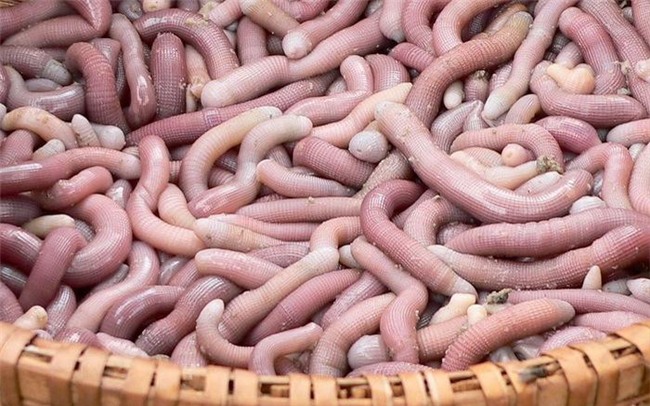 đặc sản nhà giàu,sá sùng,thị trường Tết