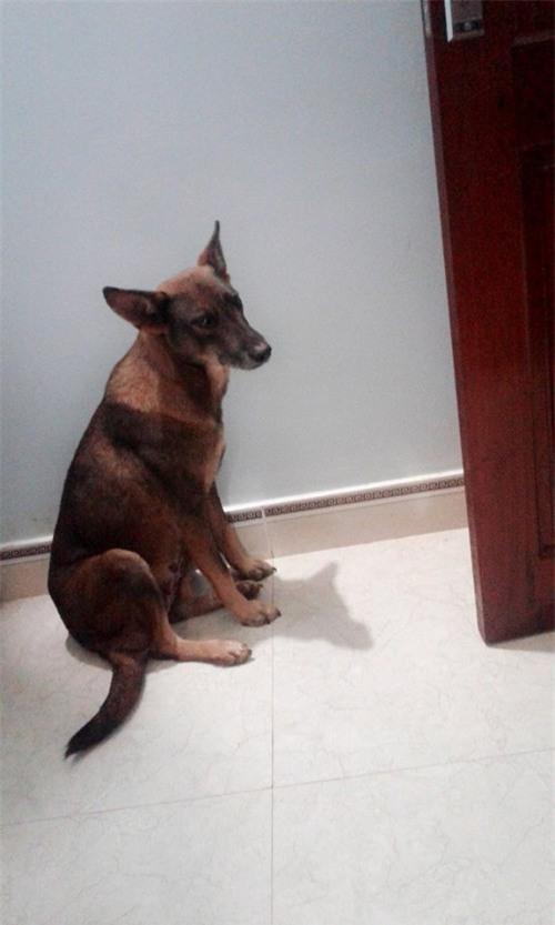 Tết Mậu Tuất 2018, dân tình đua nhau khoe ‘biểu cảm của boss’ - Ảnh 10.