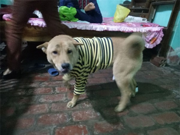 Tết Mậu Tuất 2018, dân tình đua nhau khoe ‘biểu cảm của boss’ - Ảnh 3.