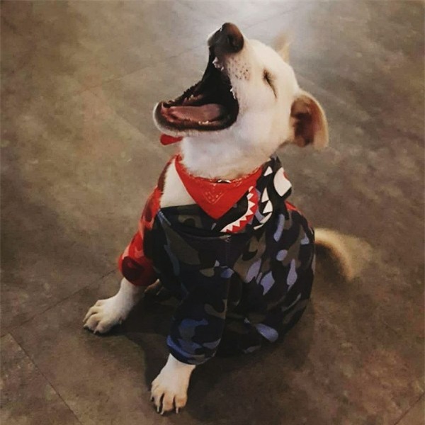 Tết Mậu Tuất 2018, dân tình đua nhau khoe ‘biểu cảm của boss’ - Ảnh 4.