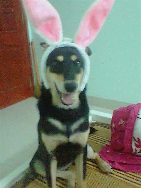 Tết Mậu Tuất 2018, dân tình đua nhau khoe ‘biểu cảm của boss’ - Ảnh 5.