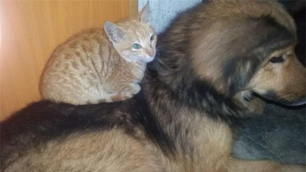 Tết Mậu Tuất 2018, dân tình đua nhau khoe ‘biểu cảm của boss’ - Ảnh 6.