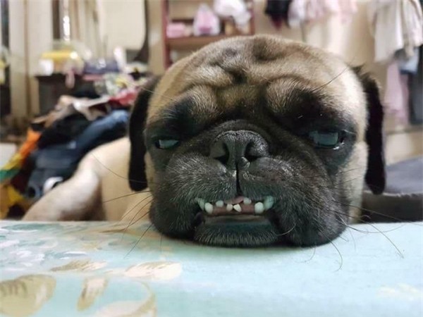 Tết Mậu Tuất 2018, dân tình đua nhau khoe ‘biểu cảm của boss’ - Ảnh 7.