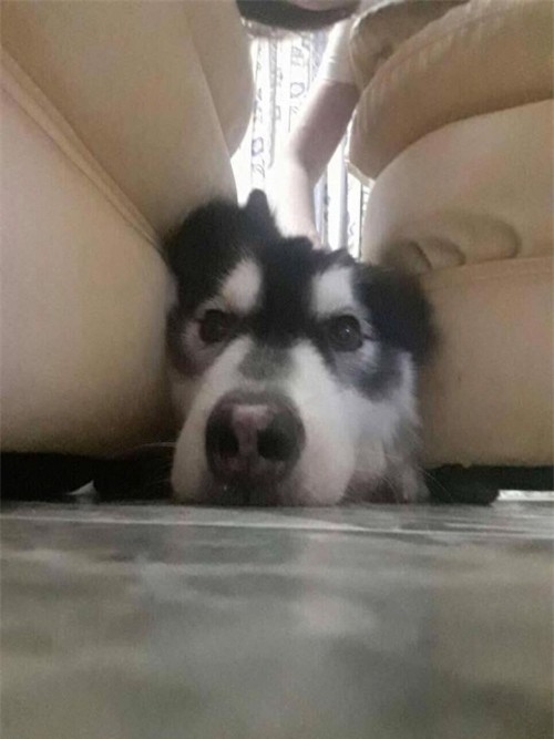 Tết Mậu Tuất 2018, dân tình đua nhau khoe ‘biểu cảm của boss’ - Ảnh 8.