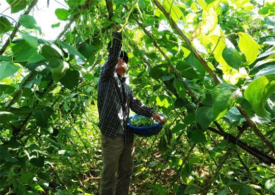 Nước mắt người trồng rau ngày mùng 3 Tết