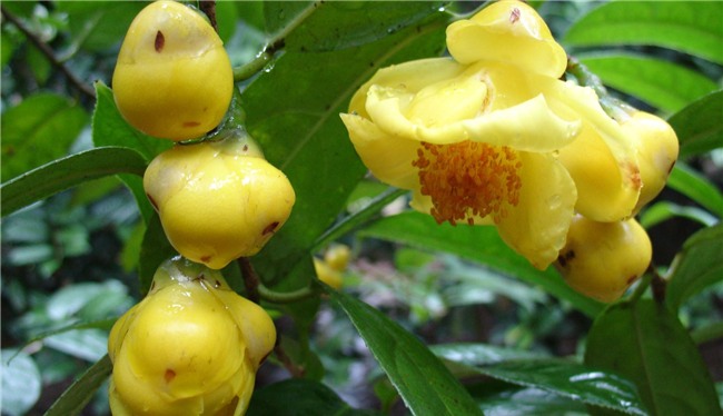 trà quý,chè đặc sản