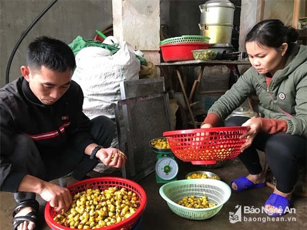 trà quý,chè đặc sản