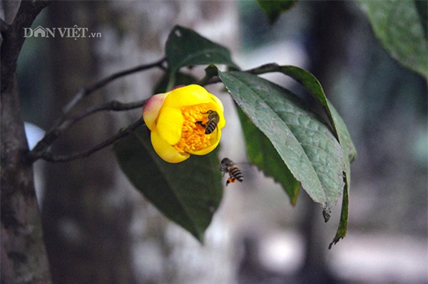 trà quý,chè đặc sản