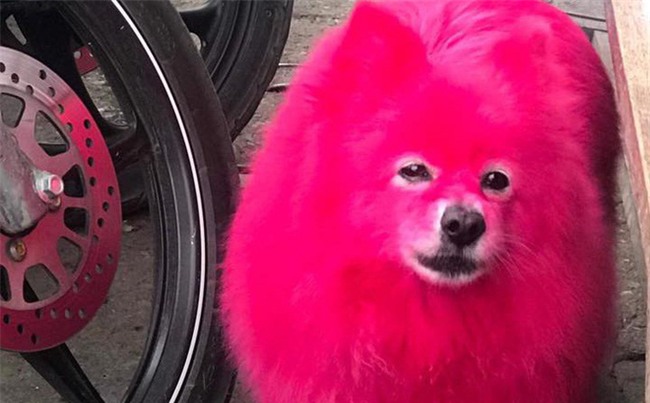 Nhuộm lông hồng rực cho chó chơi Tết, người chủ bị dân mạng 
