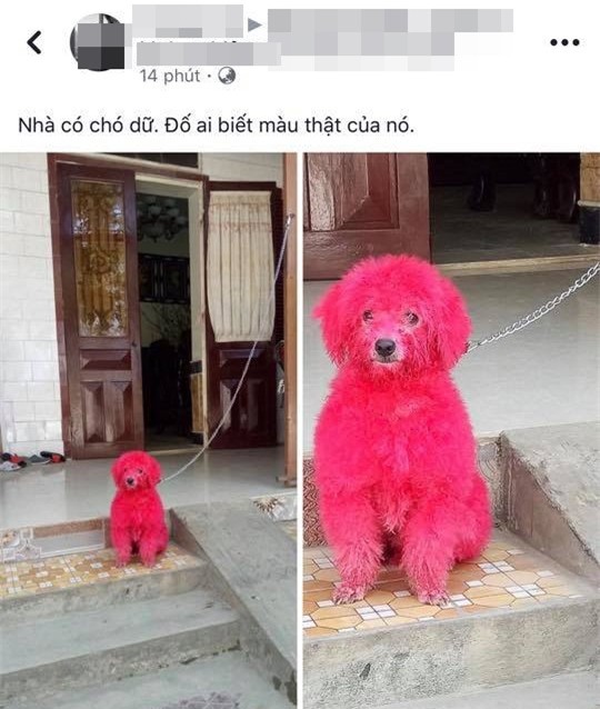 Nhuộm lông hồng rực cho chó, người chủ bị dân mạng ném đá không tiếc tay - Ảnh 1.