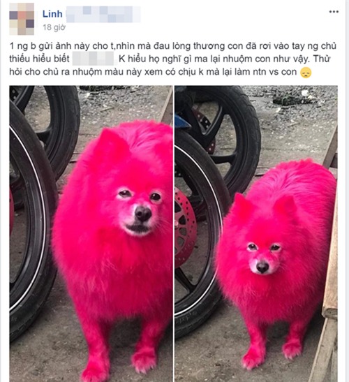 Nhuộm lông hồng rực cho chó, người chủ bị dân mạng ném đá không tiếc tay - Ảnh 4.