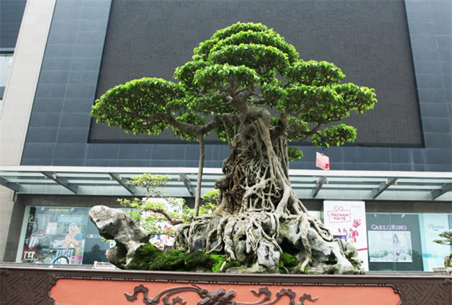 xon xao nhung thuong vu mua ban sieu cay bac ty cua dai gia viet hinh anh 1