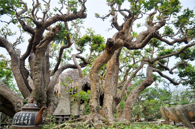 xon xao nhung thuong vu mua ban sieu cay bac ty cua dai gia viet hinh anh 10