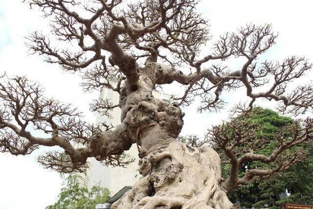 xon xao nhung thuong vu mua ban sieu cay bac ty cua dai gia viet hinh anh 5