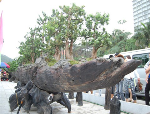 xon xao nhung thuong vu mua ban sieu cay bac ty cua dai gia viet hinh anh 9