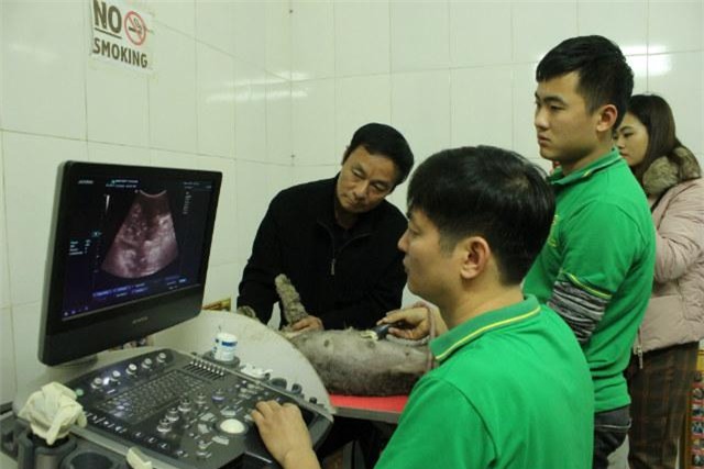 do de cho cho dem giao thua va nhung cau chuyen "cuoi ra nuoc mat" nghe bac si thu y - 1