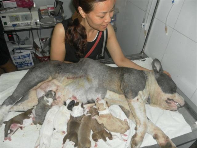 do de cho cho dem giao thua va nhung cau chuyen "cuoi ra nuoc mat" nghe bac si thu y - 2