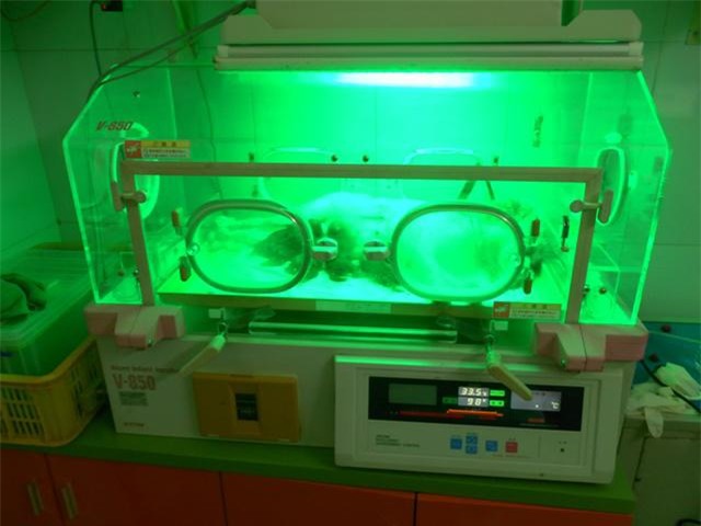 do de cho cho dem giao thua va nhung cau chuyen "cuoi ra nuoc mat" nghe bac si thu y - 3