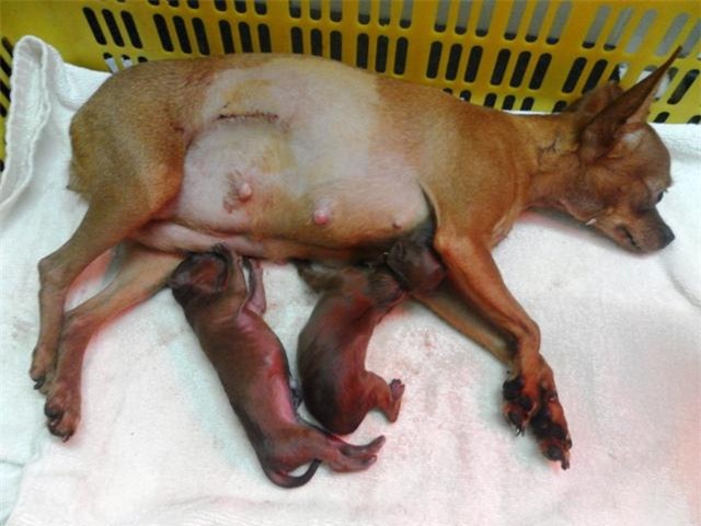 do de cho cho dem giao thua va nhung cau chuyen "cuoi ra nuoc mat" nghe bac si thu y - 5