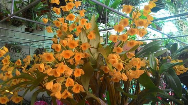 vườn lan,hoa lan