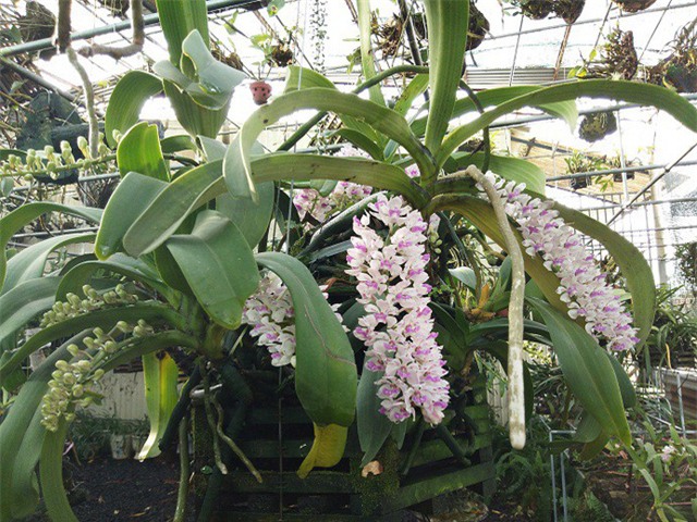 vườn lan,hoa lan