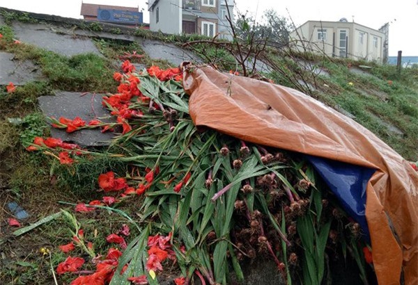 Hà Nội: Hoa tươi bằng 1/10 so với trước Tết, dân buôn vứt đổ đống tại chợ Quảng An - Ảnh 3.