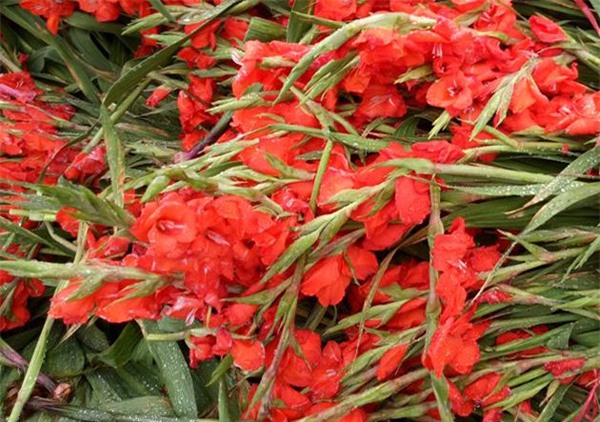 Hà Nội: Hoa tươi bằng 1/10 so với trước Tết, dân buôn vứt đổ đống tại chợ Quảng An - Ảnh 6.