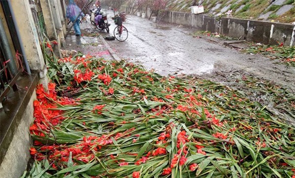 Hà Nội: Hoa tươi bằng 1/10 so với trước Tết, dân buôn vứt đổ đống tại chợ Quảng An - Ảnh 8.