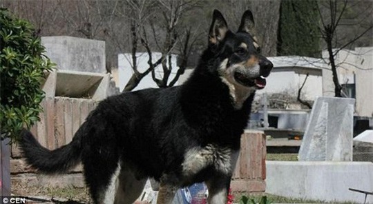 Chó ngủ cạnh mộ chủ suốt 11 năm cho đến chết - Ảnh 3.