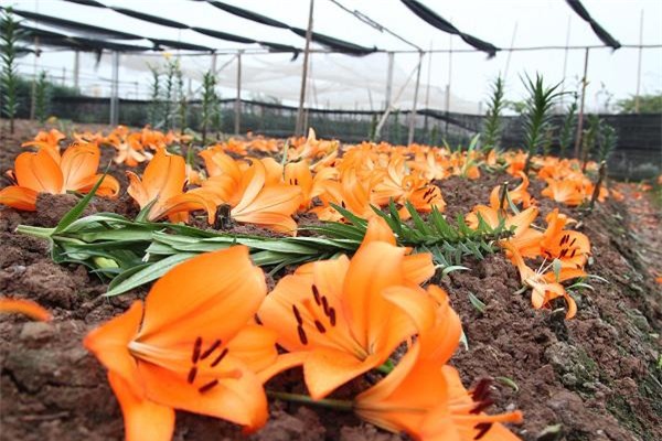 ha noi: hoa ly no ro sau tet, dan khoc rong vi ban chang ai mua - 1