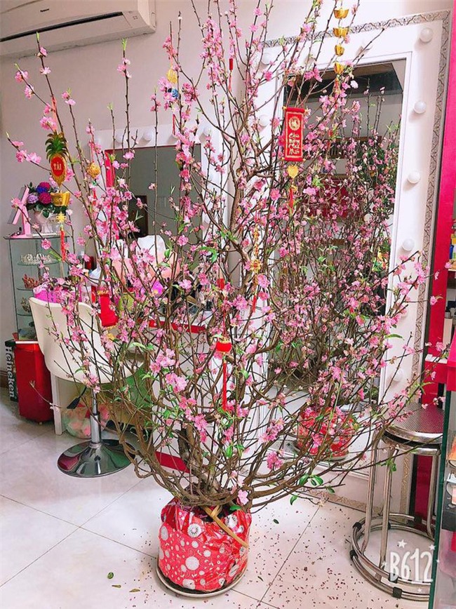 Tên trộm "có tâm": Bê cây đào héo khô như củi đến nhà người khác để đổi lấy cây sum suê về chưng dù đã hết Tết - Ảnh 3.