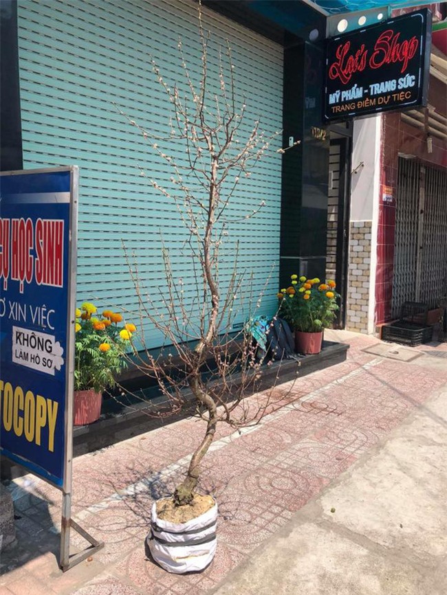 Tên trộm "có tâm": Bê cây đào héo khô như củi đến nhà người khác để đổi lấy cây sum suê về chưng dù đã hết Tết - Ảnh 3.