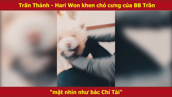 CHẾT CƯỜI Hari Won - Trấn Thành khen chó cưng mặt nhìn giống bác Chí Tài-1